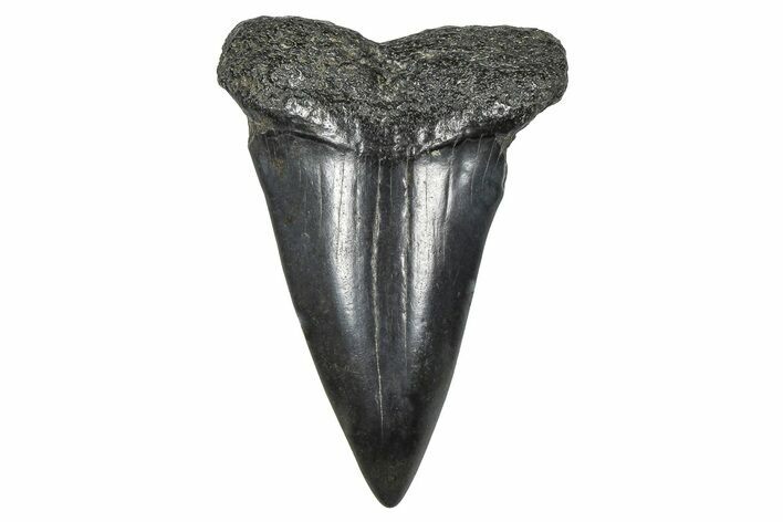 Fossil Broad-Toothed Mako Tooth - South Carolina #376000